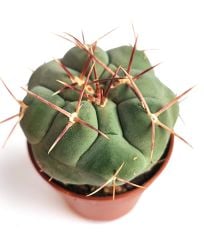 Thelocactus Hexaedrophorus Nadir Tür  Koleksiyonluk Kaktüs Türü 5,5 cm Saksılı