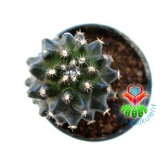 Copiapoa Humilis Tenuissima Kahve Renk Nadir Tür Koleksiyon Kaktüsü 5.5 cm Saksılı Sınırlı Sayıda