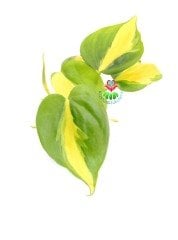 Epipremnum Brasil Sıradışı İç Mekan Sarmaşık-6 cm Saksıda
