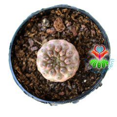 Neochilenia Napina Nadir Tür Koleksiyon Kaktüsü Sınırlı Sayı 5.5 cm saksılı