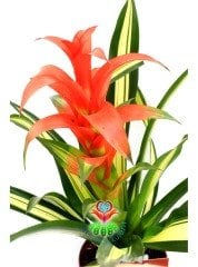 Guzmania Lingulata Variegata Renkli Yapraklı Kırmızı Çiçekli 10,5 cm Saksıda 50 cm Boy
