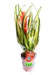 Guzmania Lingulata Variegata Renkli Yapraklı Kırmızı Çiçekli 10,5 cm Saksıda 50 cm Boy