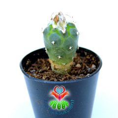 Turbinicarpus Lophophoroides-Çok Nadir Tür - 5,5 cm Saksılı