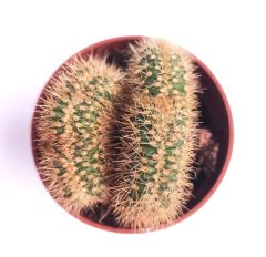 Weberbauerocereus Johnsonii f. cristata 8,5 cm Saksıda Nadir Kıvrımlı Beyin Kaktüs