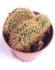 Weberbauerocereus Johnsonii f. cristata 8,5 cm Saksıda Nadir Kıvrımlı Beyin Kaktüs