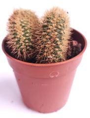 Weberbauerocereus Johnsonii f. cristata 8,5 cm Saksıda Nadir Kıvrımlı Beyin Kaktüs