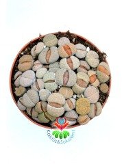 Lithops Mix -Karışık Renklerde Yaşayan Taş Kaktüsler-8,5 cm Saksıda İthal