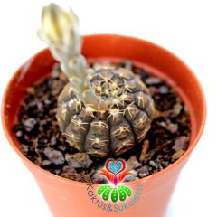 Gymnocalycium Ragonesii-Çok Nadir Tür Kaktüs- Kahverengi Renk-,5 cm saksıda-Koleksiyon Ürünü Kaktü
