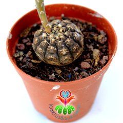 Gymnocalycium Ragonesii-Çok Nadir Tür Kaktüs- Kahverengi Renk-,5 cm saksıda-Koleksiyon Ürünü Kaktü