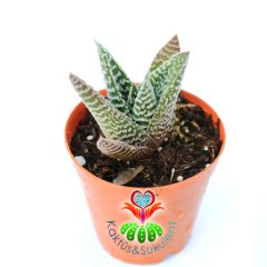 Haworthia Spider White Sukulent 5,5 cm Saksılı