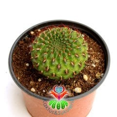 Nadir Tür Kaktüs, Sulcorebutia Tiraquensis var. Aguilarii -5,5 cm saksıda-Teraryum, Sukulent