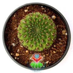 Nadir Tür Kaktüs, Sulcorebutia Tiraquensis var. Aguilarii -5,5 cm saksıda-Teraryum, Sukulent