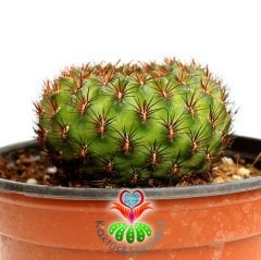 Nadir Tür Kaktüs, Sulcorebutia Tiraquensis var. Aguilarii -5,5 cm saksıda-Teraryum, Sukulent