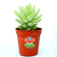 Sedum Morganianum Yetişkin Sıradışı Görünüm 5.5 cm Saksılı