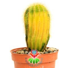 Kaktüs,Notocactus Magnificus Variegata-Tohumdan Büyüme-12 cm Saksıd-Koleksiyon Ürünü-BAŞKA YERDE YOK