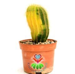 Kaktüs,Notocactus Magnificus Variegata-Tohumdan Büyüme-12 cm Saksıd-Koleksiyon Ürünü-BAŞKA YERDE YOK