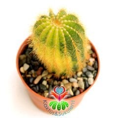 Kaktüs,Notocactus Magnificus Variegata-Tohumdan Büyüme-12 cm Saksıd-Koleksiyon Ürünü-BAŞKA YERDE YOK