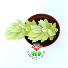 Sedum Morganianum Yetişkin İkili Form 5.5 Cm Saksılı