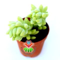 Sedum Morganianum Yetişkin İkili Form 5.5 Cm Saksılı