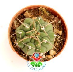 Gymnocalycium Ochoterenae-Beyaz Renk Çiçek açan Kaktüs- -5,5 cm saksıda-Koleksiyon Ürünü Kaktüs