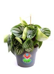SÜPER FİYAT, Karpuz Sukulent, Peperomia Watermelon-Muhteşem Renkli Büyük Yapraklı-Kolay Yetişir-8 cm Saksıda SINIRLI SAYIDA