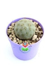 Tephrocactus Geometricus Nadir Tür Koleksiyon Ürünü  6,5 cm Saksıda