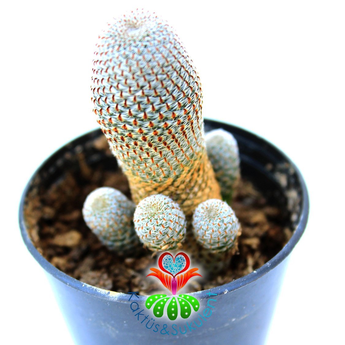 Rebutia Heliosa Cajasensis Çok Nadir Tür 5.5 cm Saksı Sınırlı Sayı