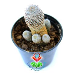 Rebutia Heliosa Cajasensis Çok Nadir Tür 5.5 cm Saksı Sınırlı Sayı