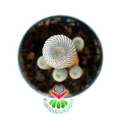 Rebutia Heliosa Cajasensis Çok Nadir Tür 5.5 cm Saksı Sınırlı Sayı