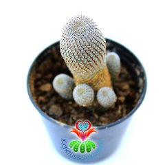 Rebutia Heliosa Cajasensis Çok Nadir Tür 5.5 cm Saksı Sınırlı Sayı