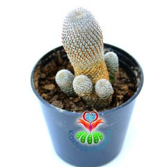 Rebutia Heliosa Cajasensis Çok Nadir Tür 5.5 cm Saksı Sınırlı Sayı