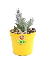 Caralluma Hesperidum Nadir Tür 5,5 cm Saksılı