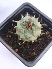Turbinicarpus Macrochele 8 cm Saksıda Çok Nadir Tür Koleksiyon Ürünü