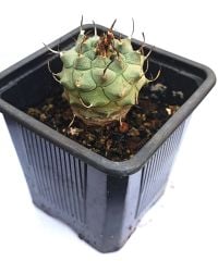 Turbinicarpus Macrochele 8 cm Saksıda Çok Nadir Tür Koleksiyon Ürünü
