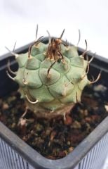 Turbinicarpus Macrochele 8 cm Saksıda Çok Nadir Tür Koleksiyon Ürünü