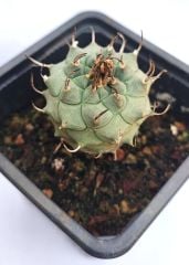 Turbinicarpus Macrochele 8 cm Saksıda Çok Nadir Tür Koleksiyon Ürünü