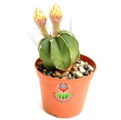 Kaktüs,Astrophytum Capricorne Nudum 5,5 cm Saksıda Nadir Hibrid Tür