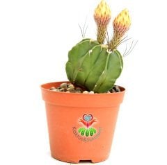 Kaktüs,Astrophytum Capricorne Nudum 5,5 cm Saksıda Nadir Hibrid Tür