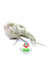 Tillandsia Seleriana, 12x6 cm Gövdeli Nadir Tür Hava Bitkisi