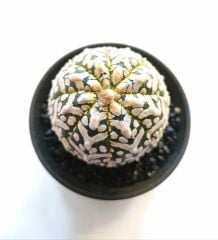 Astrophytum Asterias ''CV Superkabuto V TYPE'' v tip astro