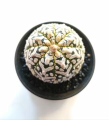 Astrophytum Asterias ''CV Superkabuto V TYPE'' v tip astro