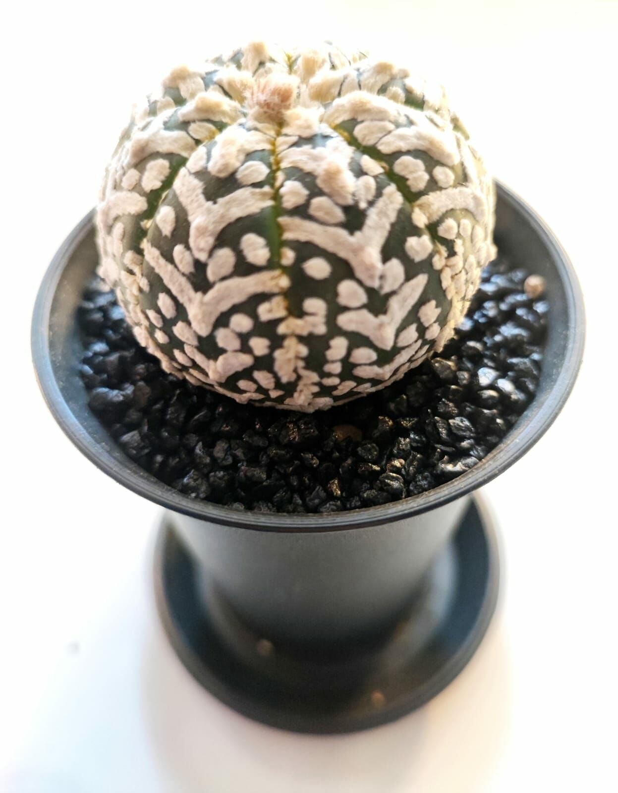 Astrophytum Asterias ''CV Superkabuto V TYPE'' v tip astro