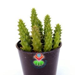 Duvalia Polita-Leş Kaktüsü-5,5 cm Saksıda-Farklı Çiçekli