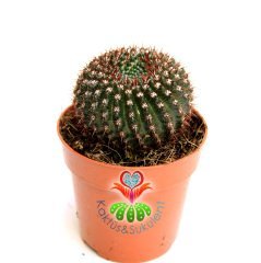 Kaktüs, Notocactus Submammulosus- Canlı,Parlak Renkli - 8 cm saksıda-Teraryum,Kaktus ,Sukulent