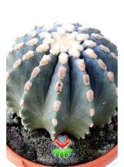 Ferocactus Glaucescens f. İnermis Nadir Muhteşem Formda Koleksiyon Ürünü 12 cm saksıda Kaktüs