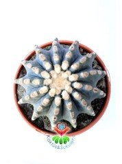 Ferocactus Glaucescens f. İnermis Nadir Muhteşem Formda Koleksiyon Ürünü 12 cm saksıda Kaktüs