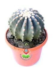 Ferocactus Glaucescens f. İnermis Nadir Muhteşem Formda Koleksiyon Ürünü 12 cm saksıda Kaktüs