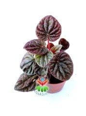Peperomia Red Luna 8,5 cm Saksılı Kırmızı Renk Yapraklı