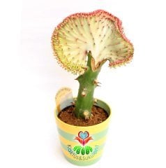 Kaktüs,Euphorbia Lactea Cristata Pembe Şerit Renkli -Aşılı-Büyük Boy-Orijinal Seramik Saksılı Kaktus