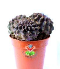 Neochilenia Intermedia-Doğal Koyu Renkli-Nadir Tür-5,5 cm Saksıda En az 3 Adetli